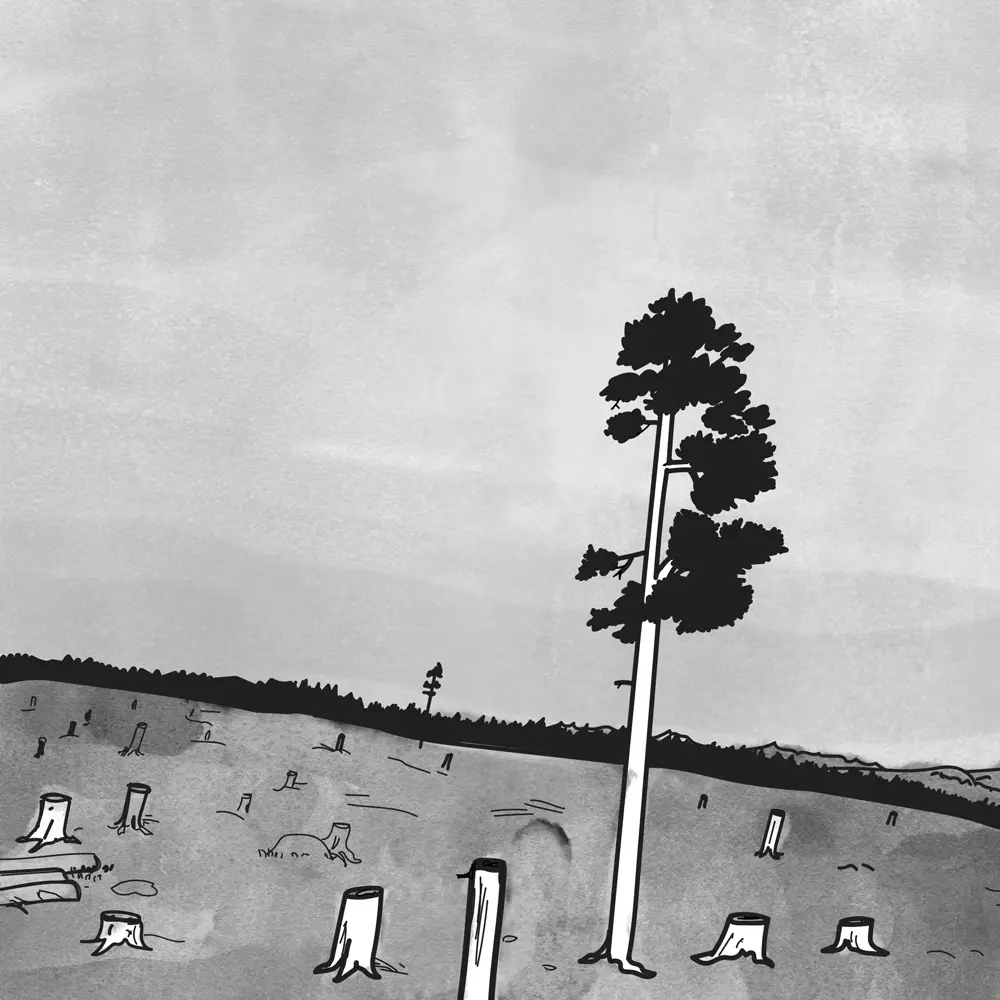 En illustration av ett kalhygge, ett ensamt träd kring massa avhuggna träd.  Illustration: Tova Jertfelt